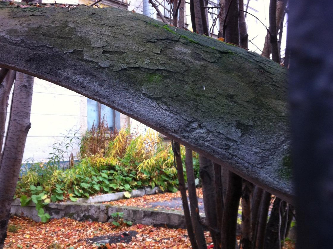 The Lower Jaw of a Blue Whale景点图片