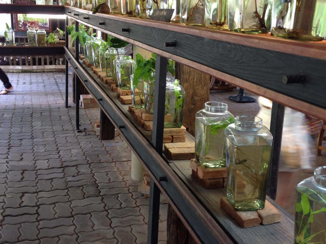 Siamese Fighting Fish Gallery-帕巴登必去景点