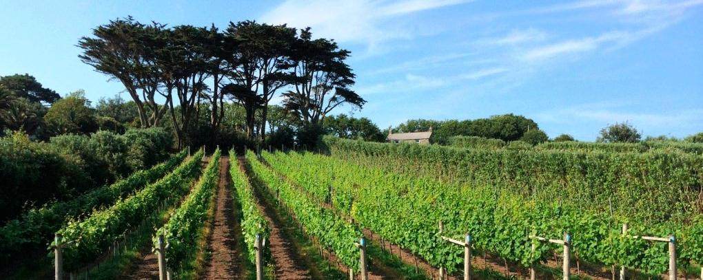 Holy Vale Wines-St Mary's必去景点