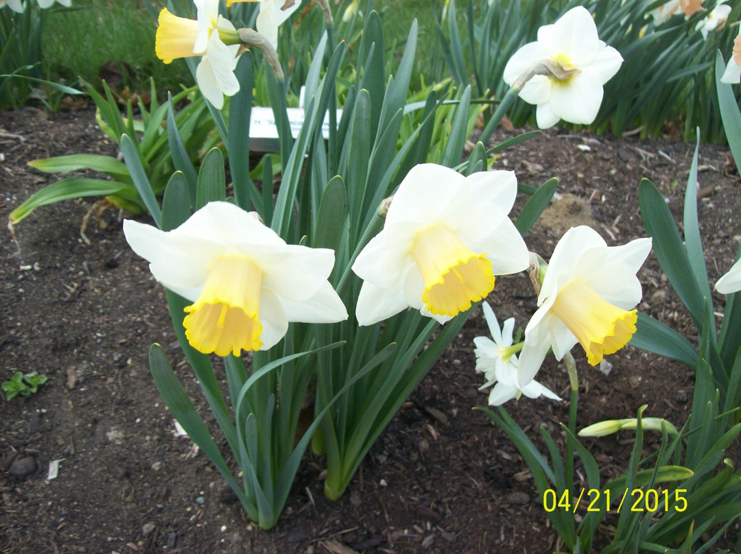 Simpson Garden Park-鲍灵格林必去景点