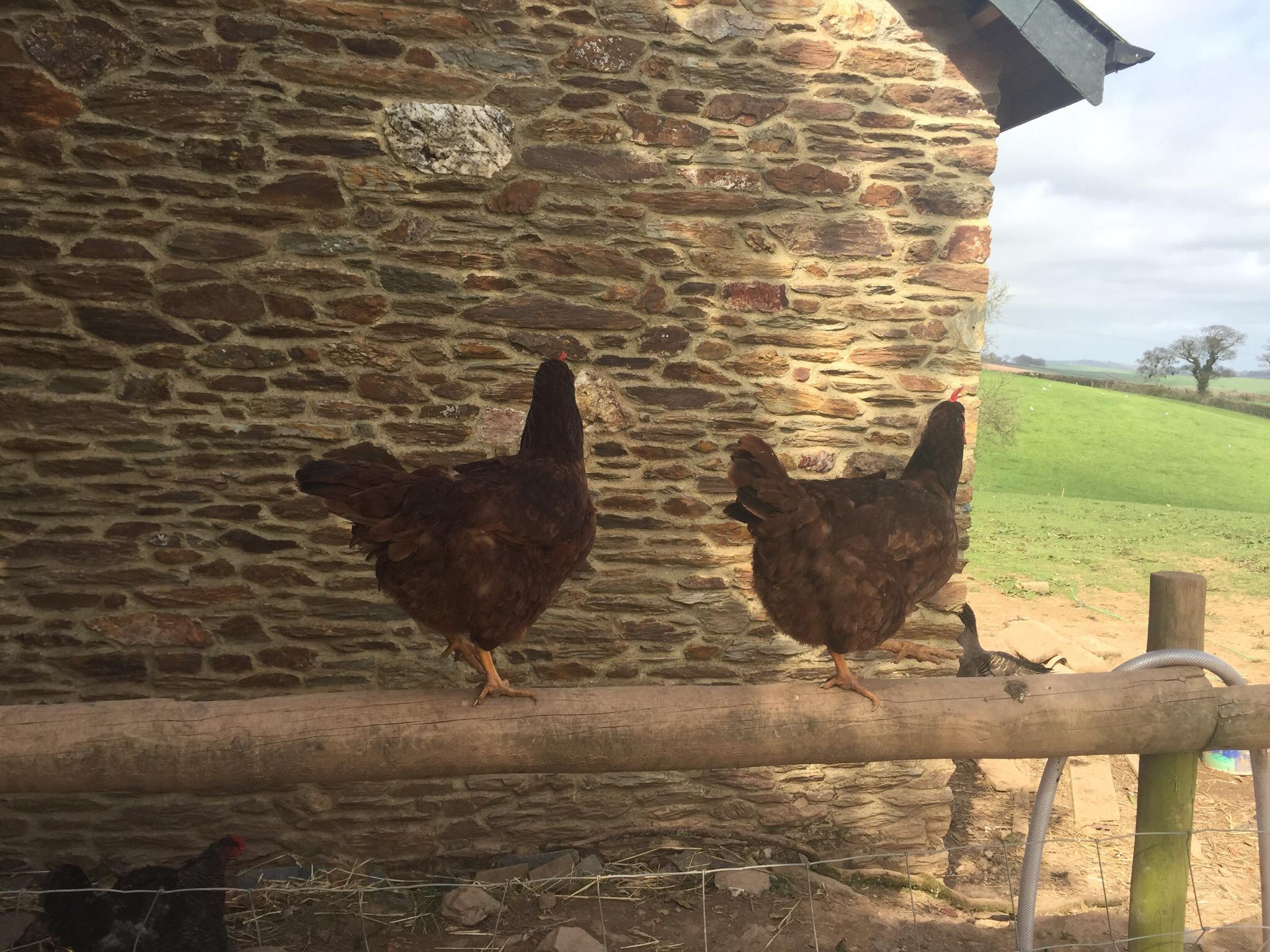 Bickleigh Farm-客卧