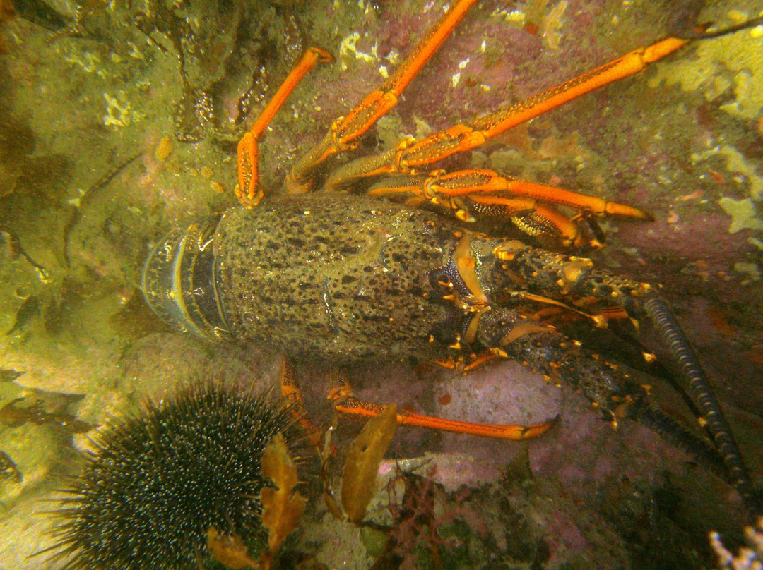 Waikawa Dive Centre景点图片