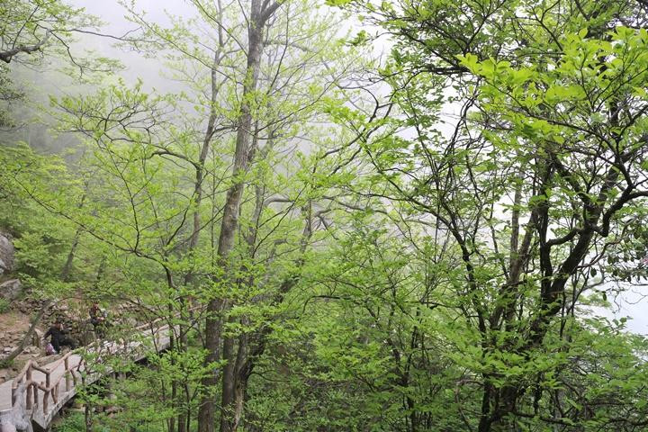 石笋峰-黄山市必去景点