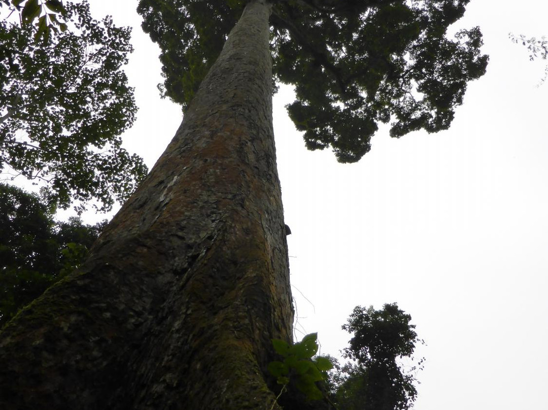 Cuc Phuong National Park Tour - Private Day Tours景点图片