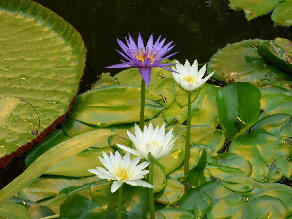 奥克兰中央公园-奥克兰中心地区必去景点