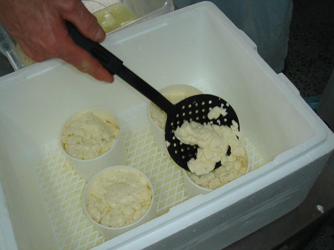 The New Zealand Cheese School-普塔鲁鲁必去景点