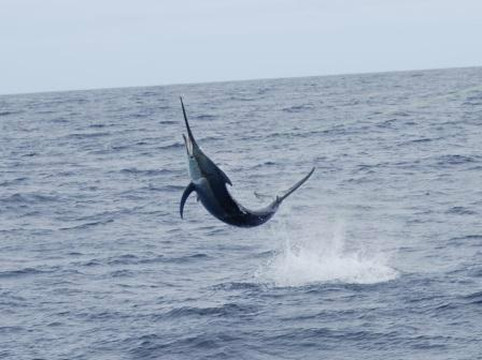 Bite Me Gamefishing Charters-卡达武岛必去景点