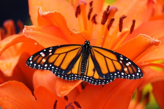 Krause Berry Farms & Estate Winery-Langley必去景点