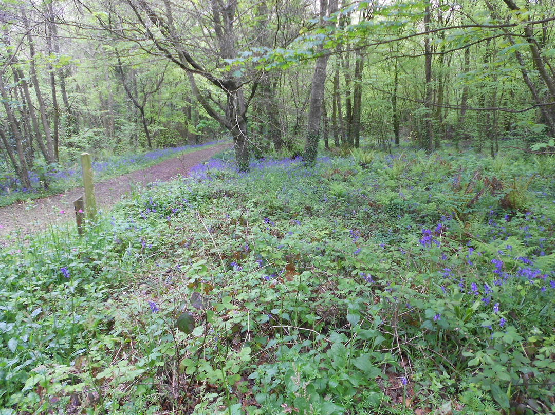 Tehidy Country Park-Camborne必去景点