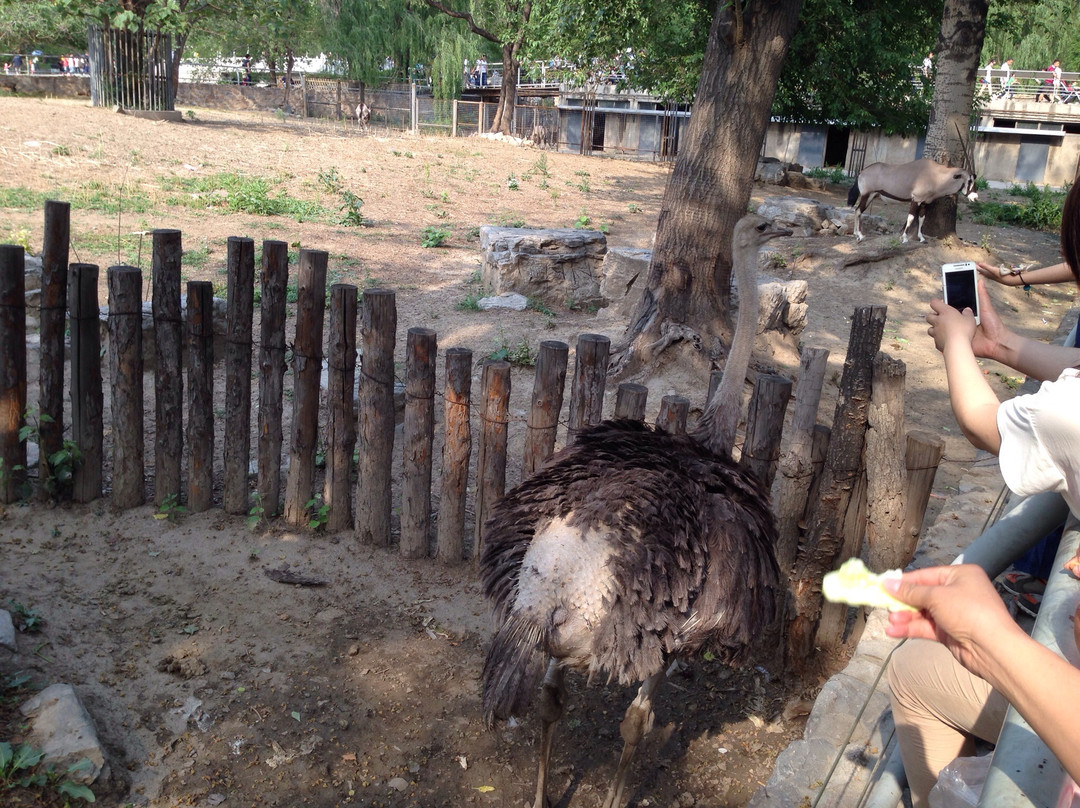 北京动物园-北京市必去景点