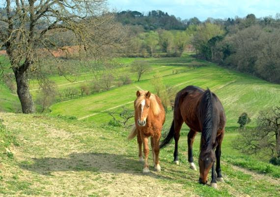 Horse Riding Tre Laghi-丘西必去景点