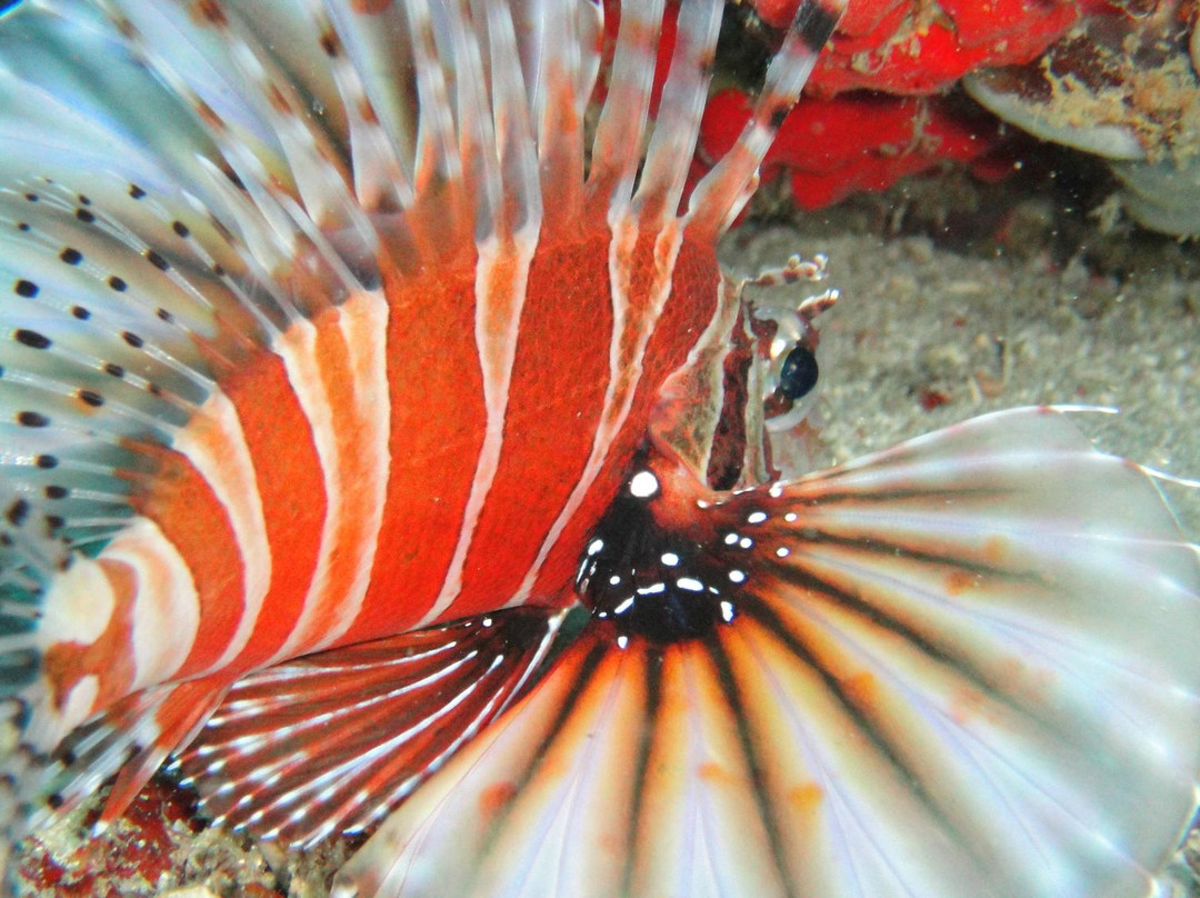 Boracay Island Divers-长滩岛必去景点