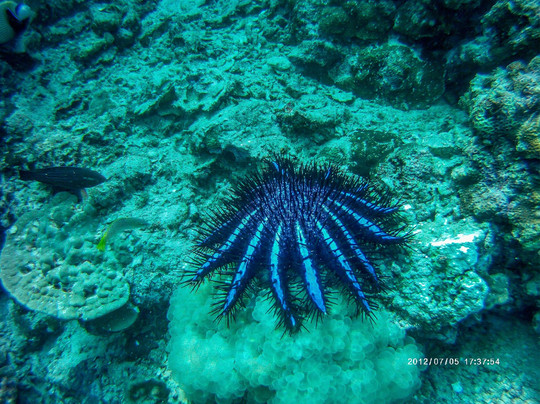 D&R潜水之旅-兰塔岛必去景点