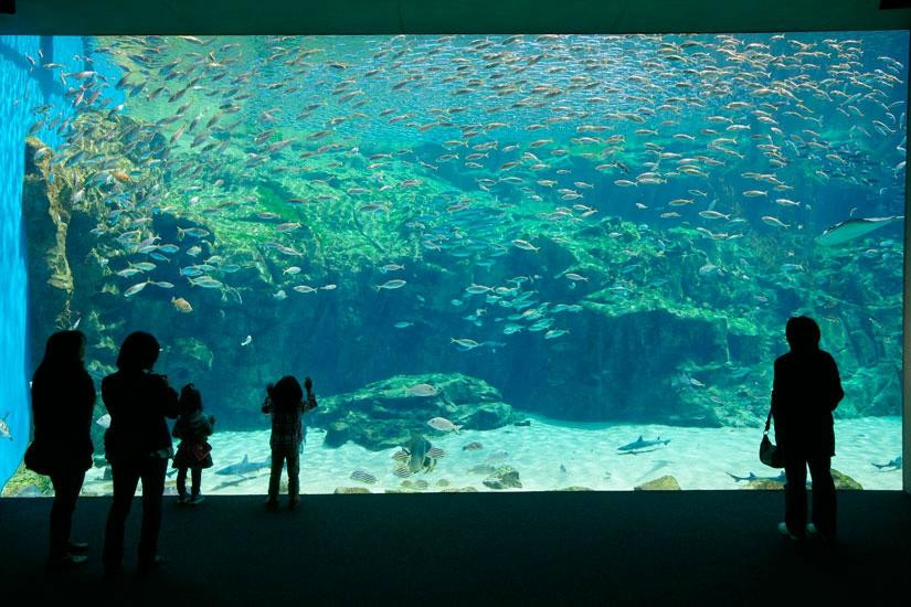 Kujukushima Aquarium Umikirara-佐世保市必去景点