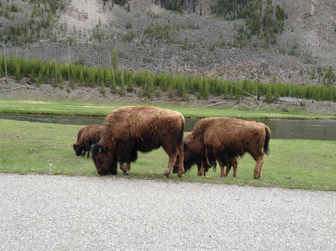 拉马尔山谷-黄石国家公园必去景点