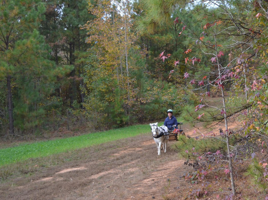 Adopt-A-Horse Horseback Riding-卡温顿必去景点