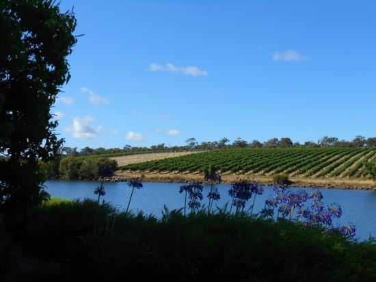 Knotting Hill Estate Vineyard景点图片