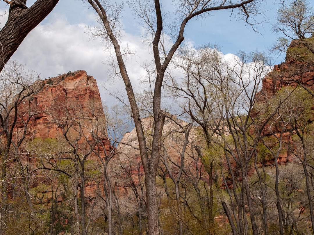Grotto Trail-锡安国家公园必去景点