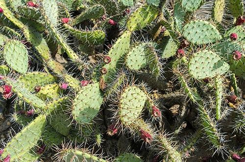 圣巴巴拉热带花园-圣巴巴拉必去景点