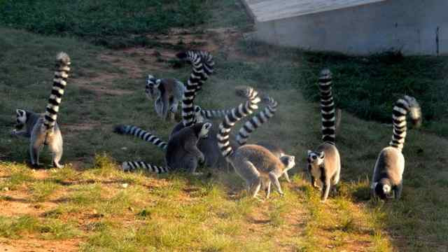 秦皇岛野生动物园-秦皇岛市必去景点