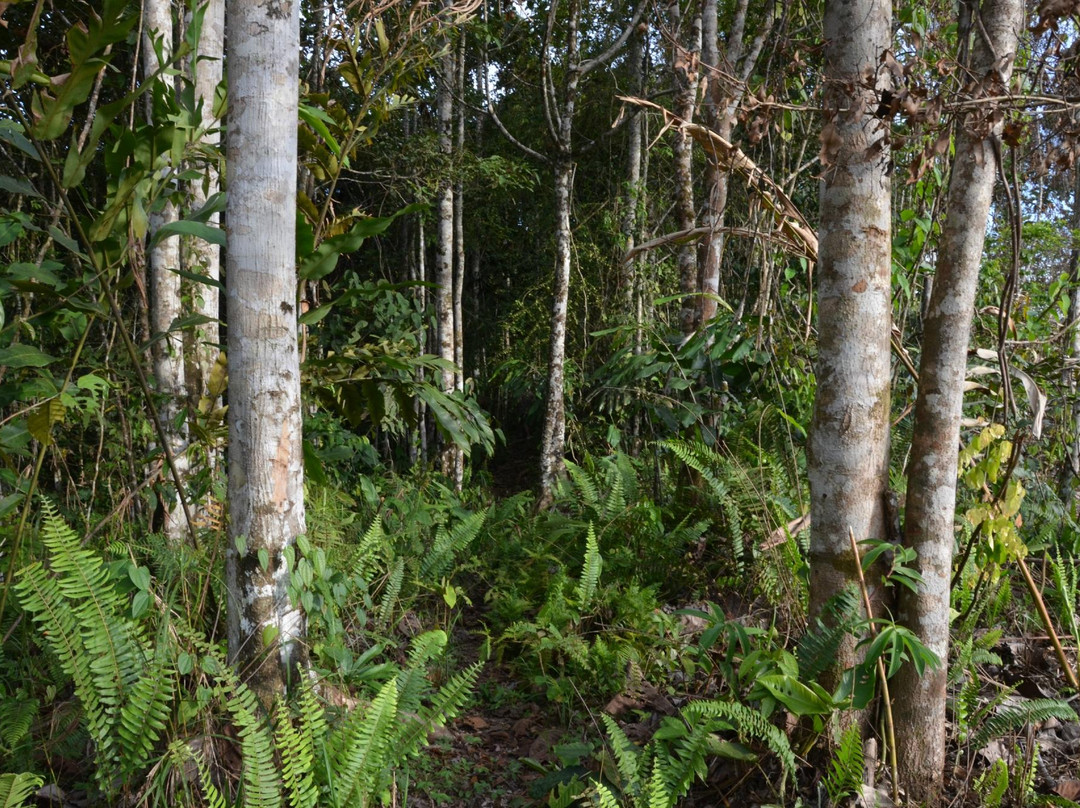 Penan Peace Park Long Kerong-美里必去景点