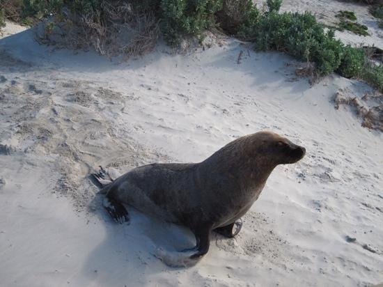 Seal Bay Conservation Park-Seal Bay必去景点