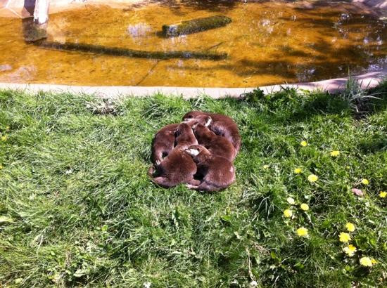 Twycross Zoo-Atherstone必去景点