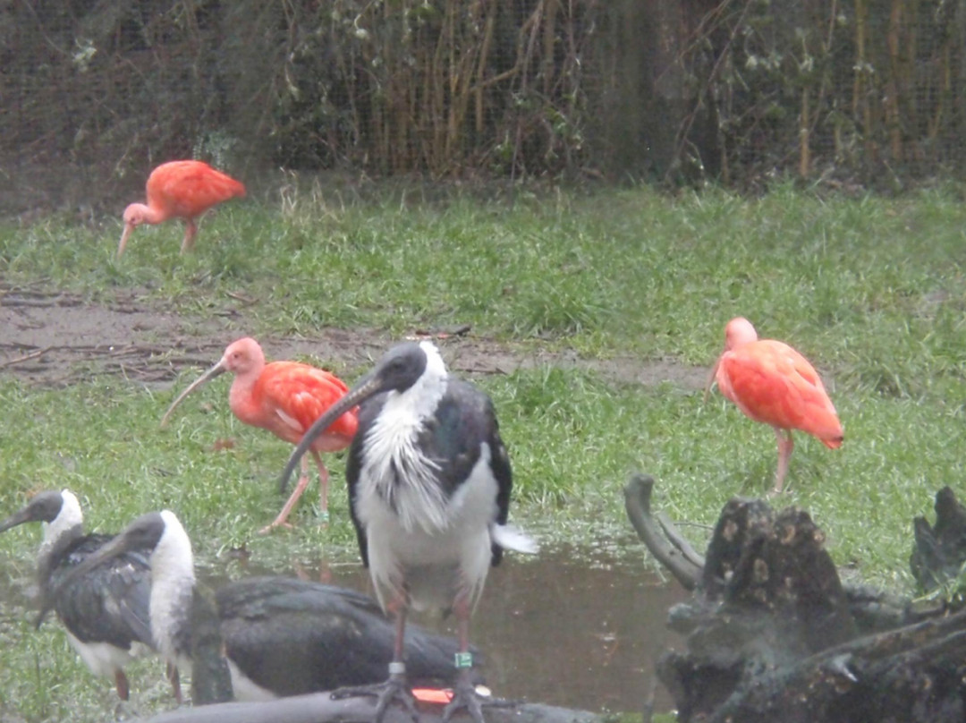 Zooparc Overloon-Overloon必去景点