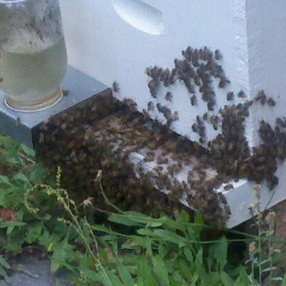 Herron Farms-道森维尔必去景点