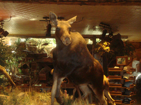 低音乐器专卖店-拉斯维加斯必去景点