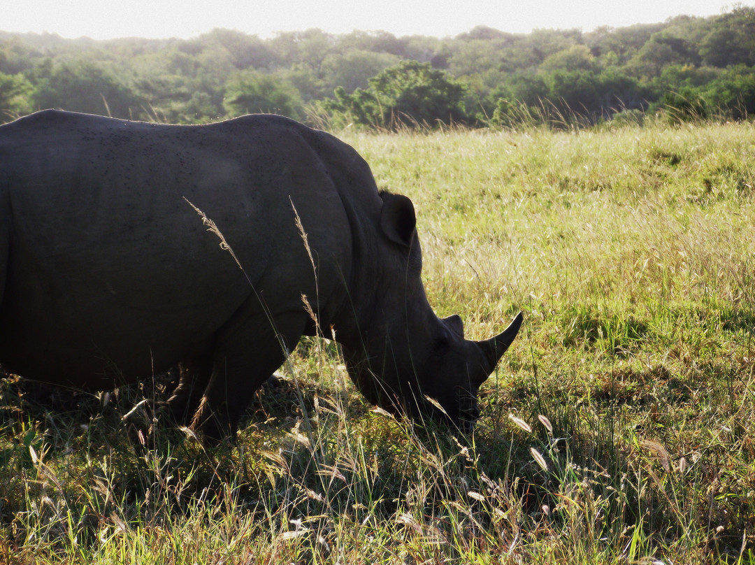 Durban Safaris and Tours景点图片