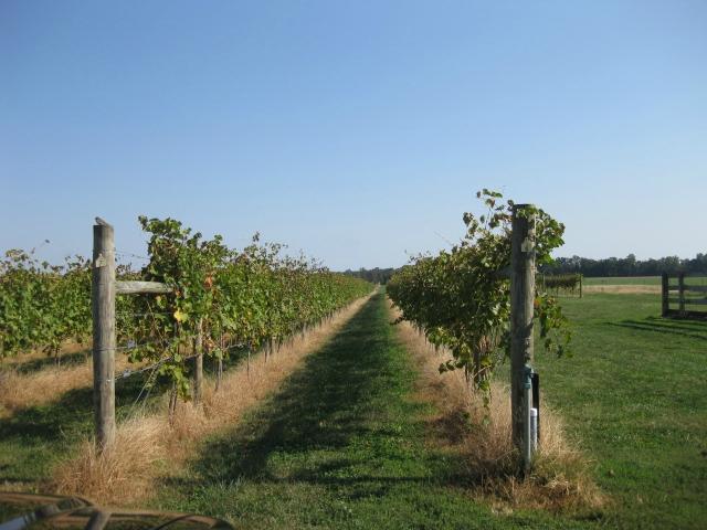 Crow Farmstay B&B-浴室