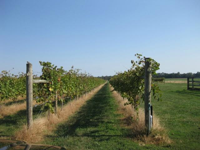 Crow Farmstay B&B主图