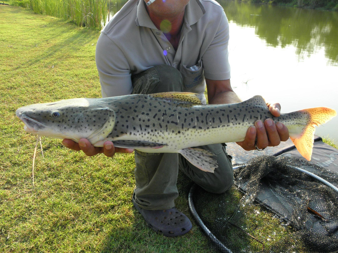 Sport Fishing Specimen lake 2景点图片