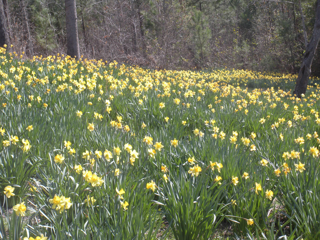 Mrs. Lee's Daffodil Garden-Gladewater必去景点