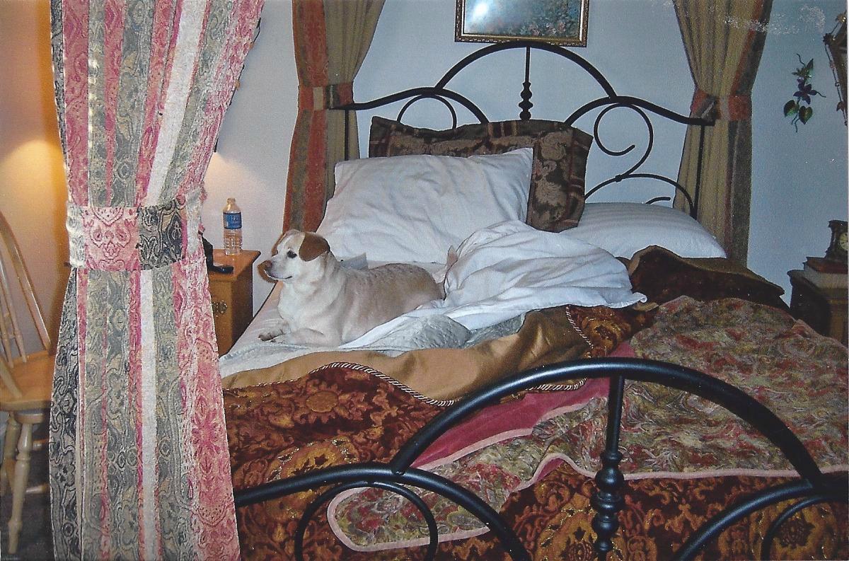 The Inn at Restful Paws-浴室