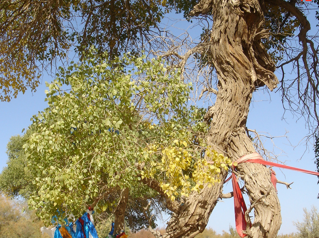 神树-额济纳旗必去景点