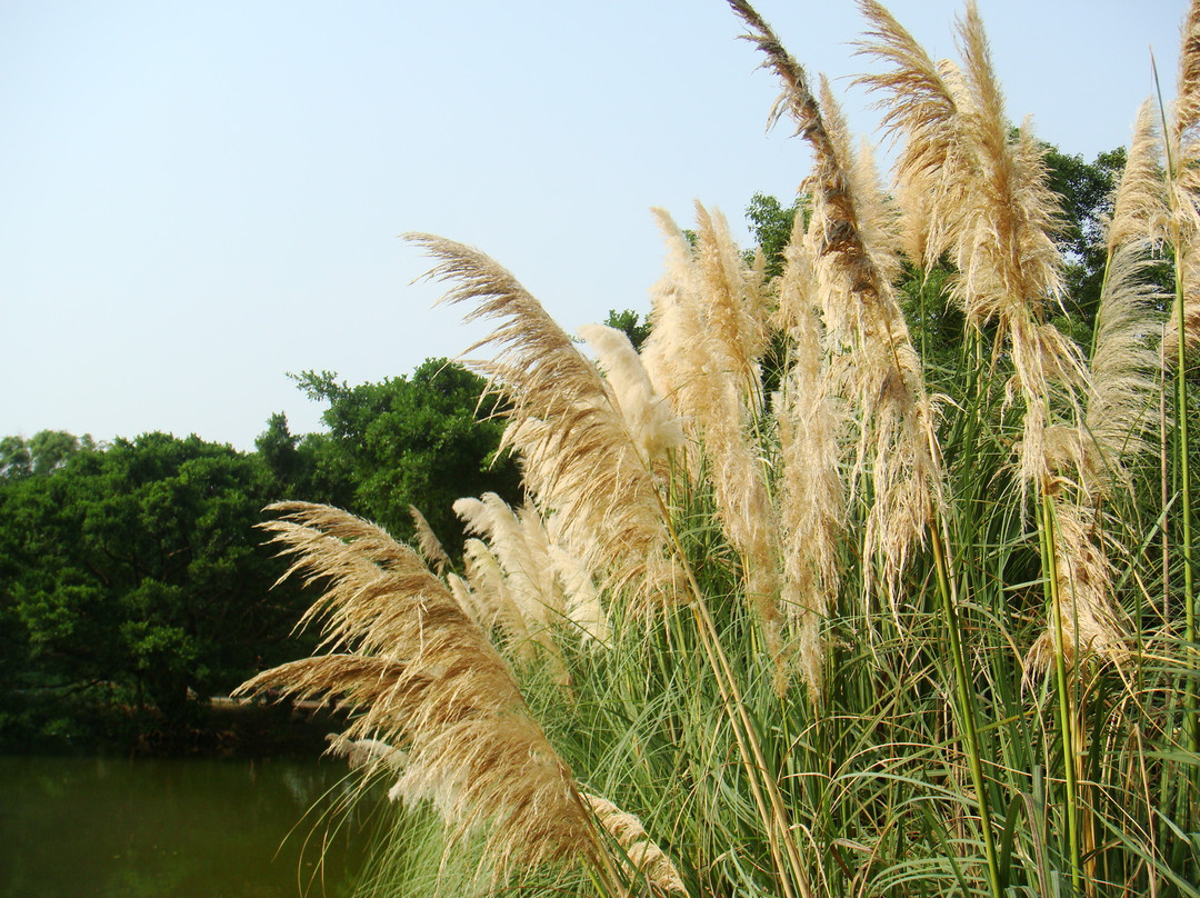江心屿-温州市必去景点