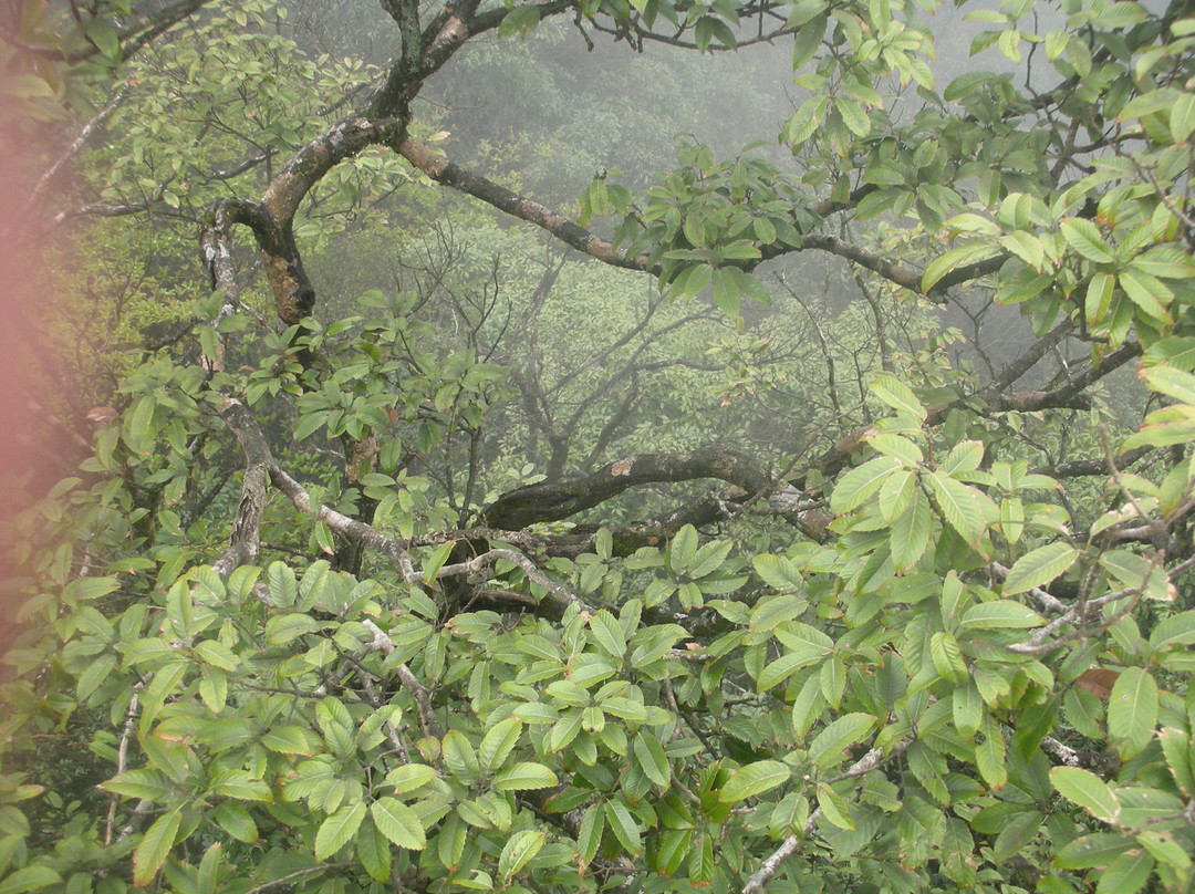 郴州莽山国家森林公园-宜章县必去景点