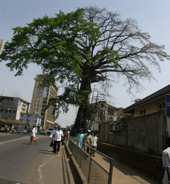 Cotton Tree-弗里敦必去景点