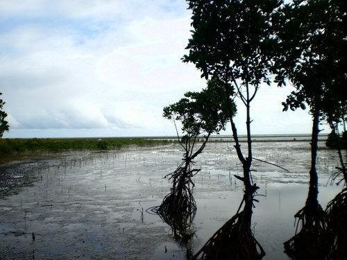 Bakhawan Eco-park and Research Centre-卡利波必去景点
