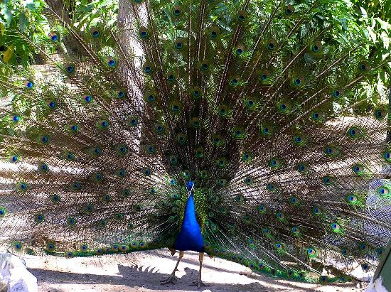 National Garden-雅典必去景点
