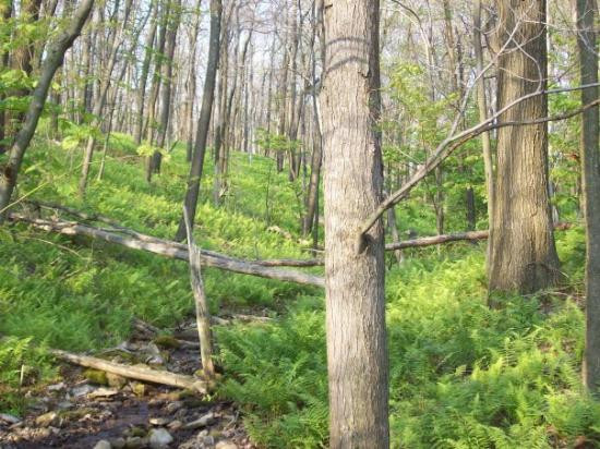 Laughlintown旅游攻略图片