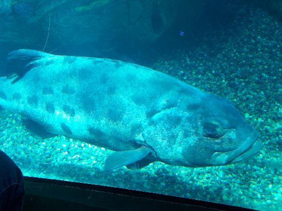 太平洋水族馆-长滩必去景点
