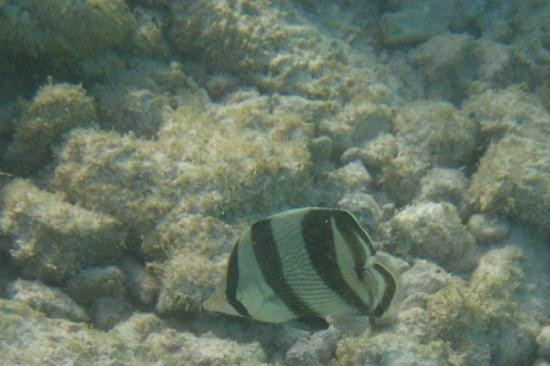 婴儿海滩-San Nicolas必去景点