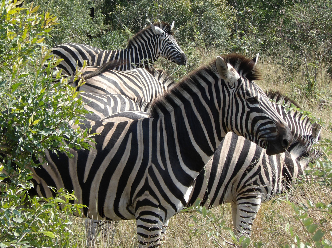 Red Africa Safaris-司库库札必去景点
