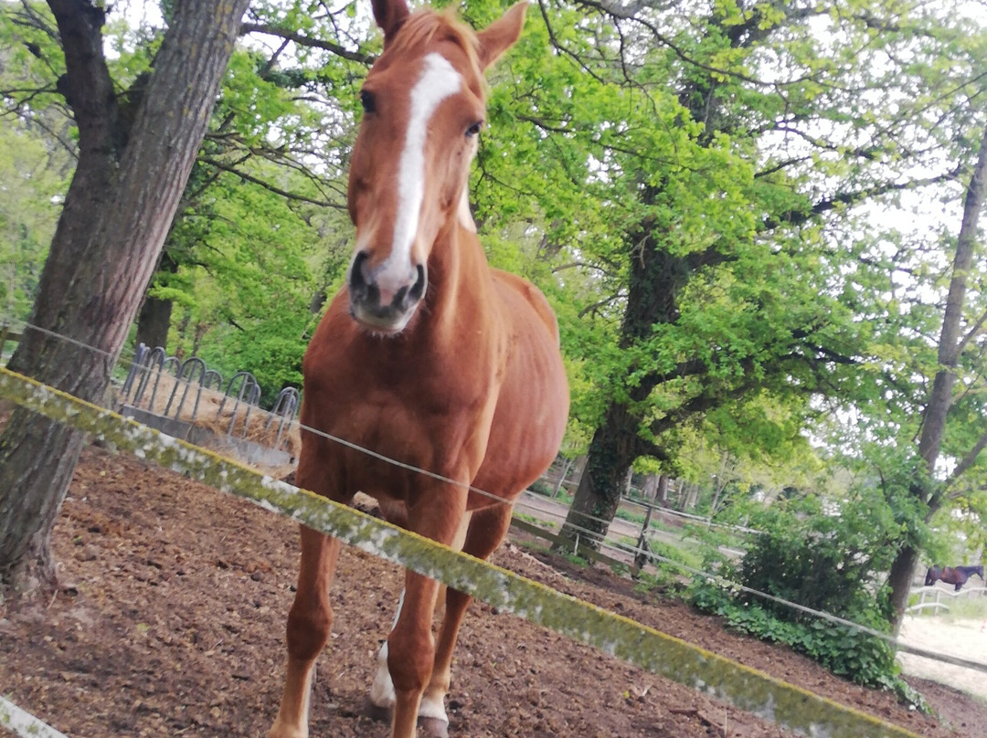 La Cheval Autrement景点图片