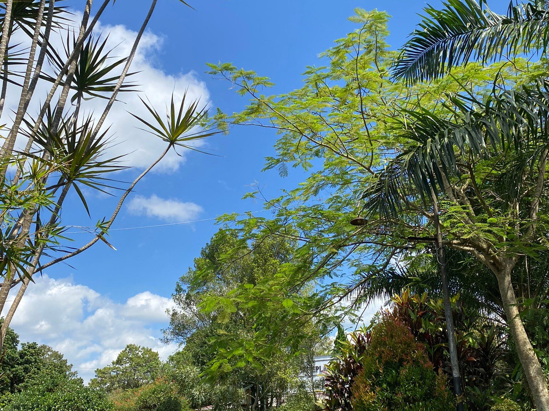 Karanganjar Coffee Plantation-勿里达必去景点