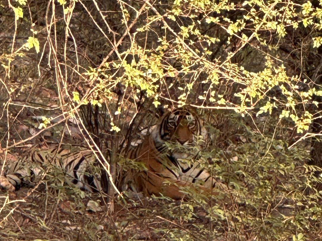 Book My Ranthambore