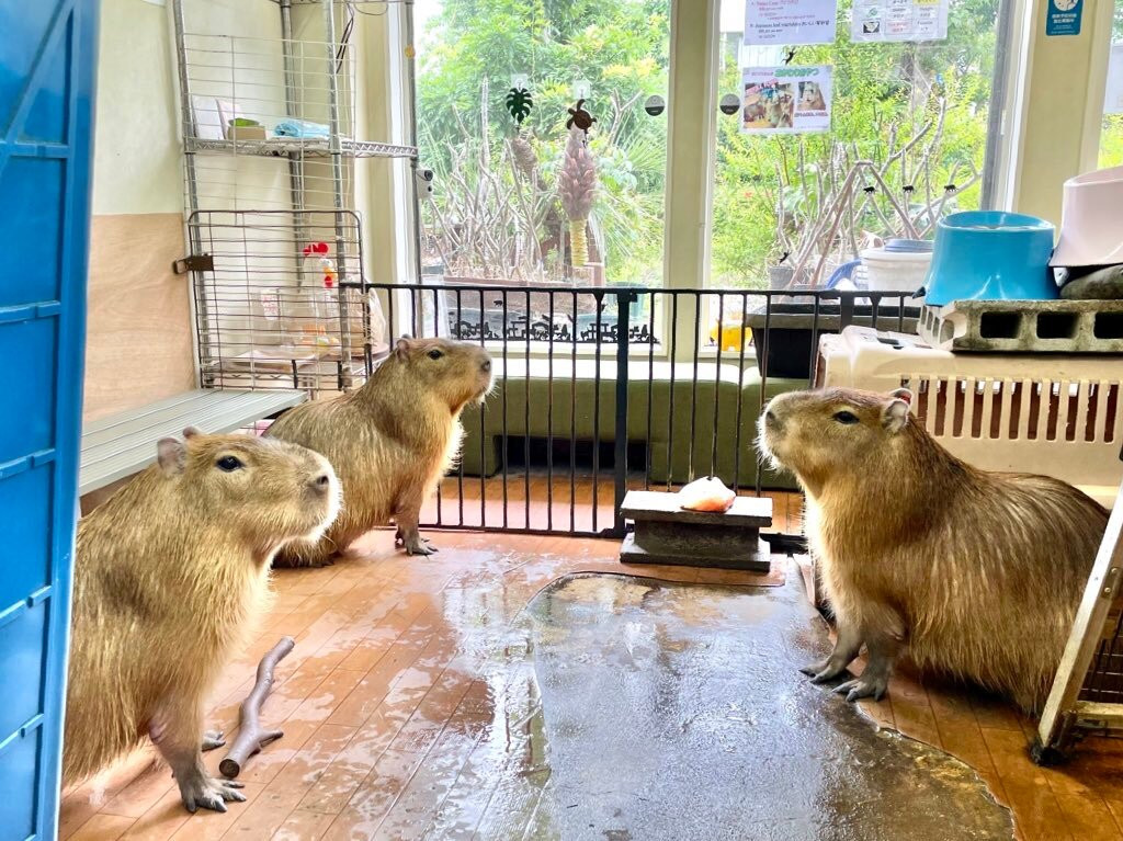 Capybara Land PUIPUI景点图片